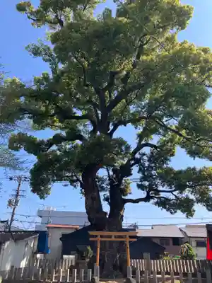 渋川神社(大阪府)