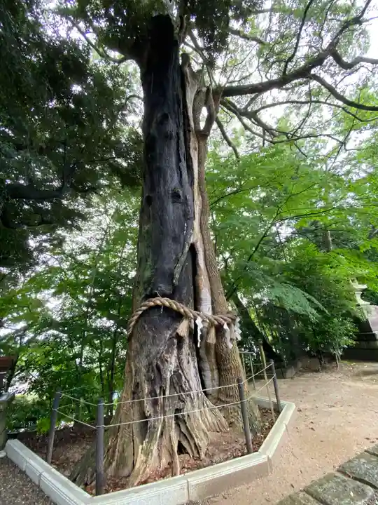 常陸國總社宮の自然