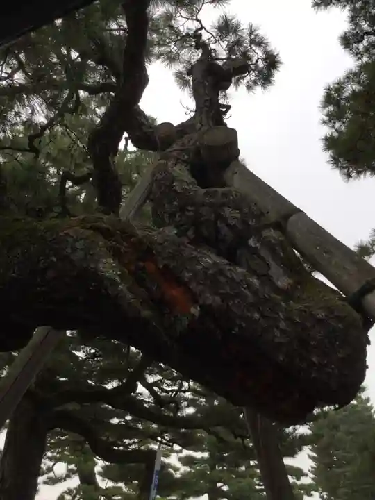 満月寺(浮御堂)の自然