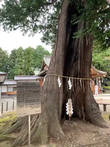 諏訪神社の自然