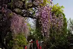 亀戸天神社(東京都)