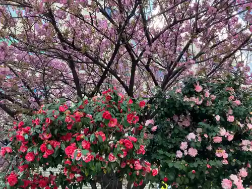 櫻天神社の自然