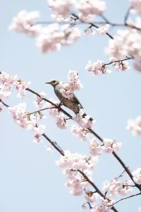 密藏院(埼玉県)