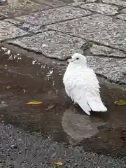 鶴岡八幡宮の動物