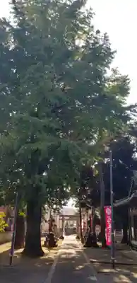 柴又八幡神社の鳥居