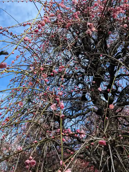 小村井 香取神社(東京都)