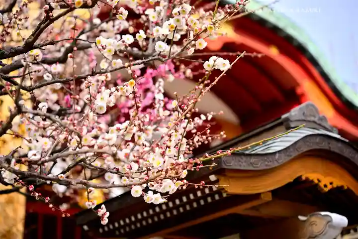 亀戸天神社(東京都)