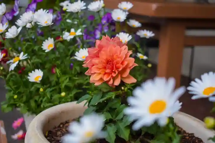 尻岸内八幡神社の自然