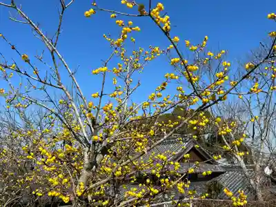 粟井神社の自然