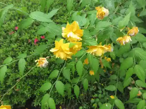 三室戸寺の自然