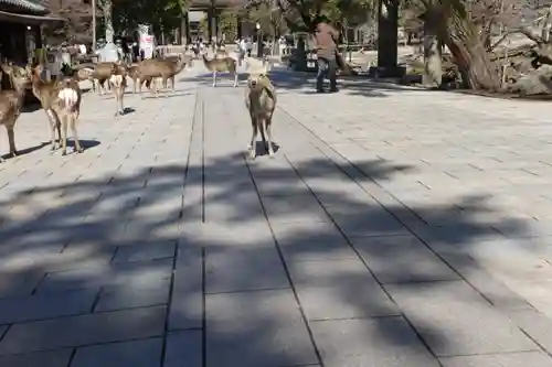 東大寺 法華堂（三月堂）の動物