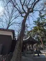 調神社(埼玉県)