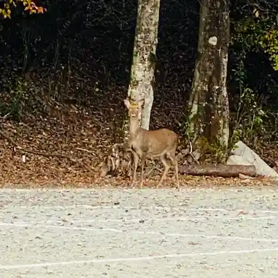 吉野神宮の動物
