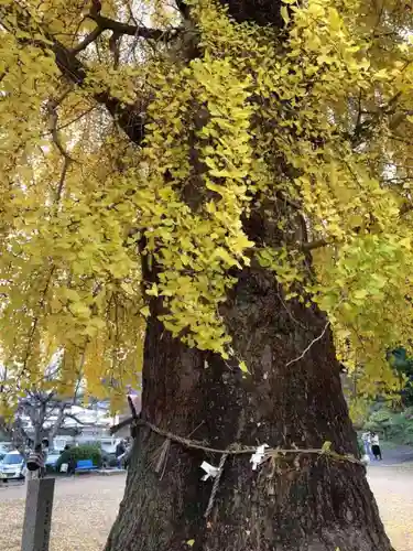 丹生酒殿神社の自然