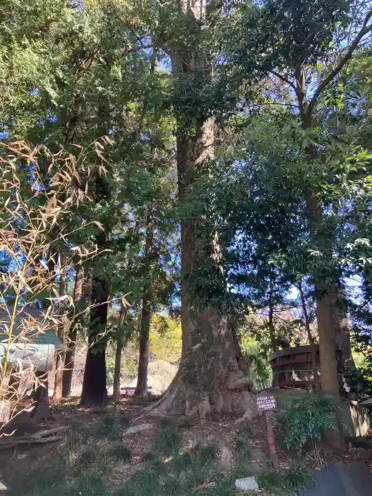 鹿島神社の{uncategorized: "未分類", other: "その他", undefined: "問題あり", building: "その他建物", grave: "お墓", sacred_gate: "鳥居", guardian: "狛犬", statue: "像", buddha: "仏像", history: "歴史", nature: "自然", garden: "庭園", animal: "動物", pagoda: "塔", temizu: "手水舎", mountain_gate: "山門・神門", sanctuary: "本殿・本堂", subordinate: "末社・摂社", art: "芸術", scenery: "景色", jizo: "地蔵", ema: "絵馬", goshuin: "御朱印", omikuji: "おみくじ", items: "授与品その他", amulet: "お守り", goshuincho: "御朱印帳", eats: "食事", festival: "お祭り", votive_dance: "神楽", shichigosan: "七五三参", wedding: "結婚式", experience: "体験その他", initially: "初詣", around: "周辺", anti_infection: "感染症対策"}