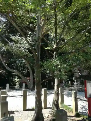 塚崎神明社の自然