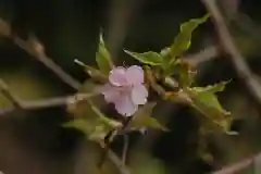 大國主神社の自然