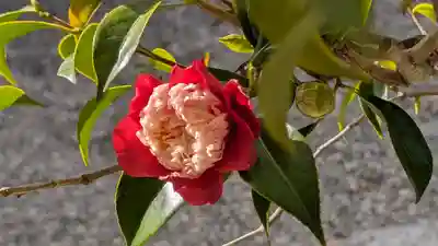 日體寺(京都府)