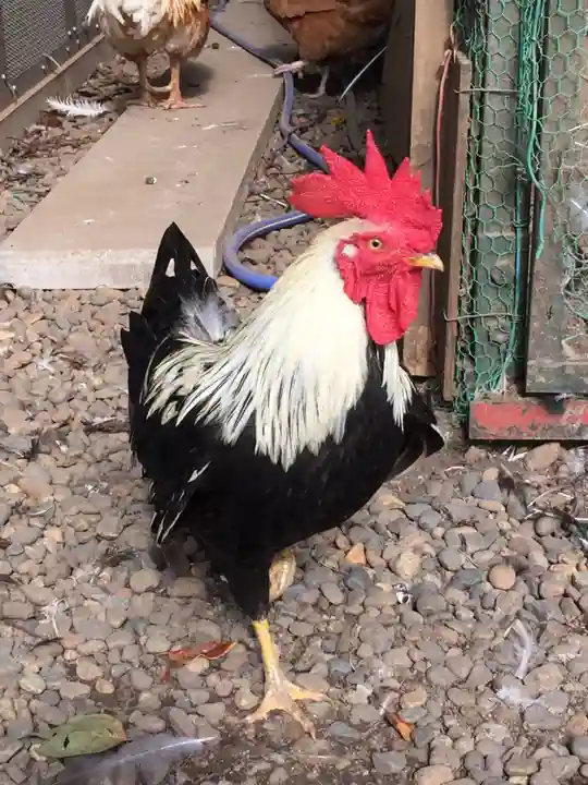 岩槻久伊豆神社の動物