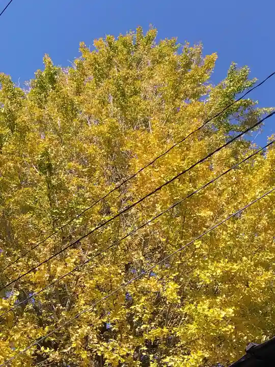 杉杜白髭神社(福井県)