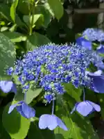 多治速比売神社の自然