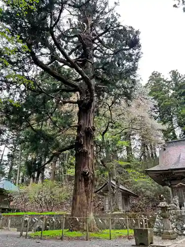 配志和神社の自然