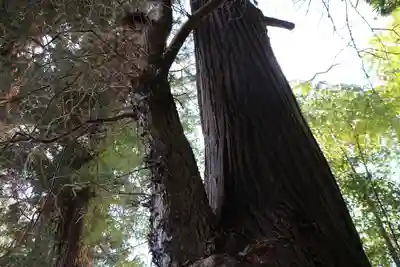 八幡神社の自然
