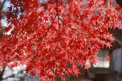 開成山大神宮の自然