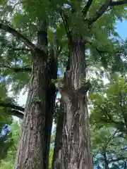 素盞嗚神社(広島県)