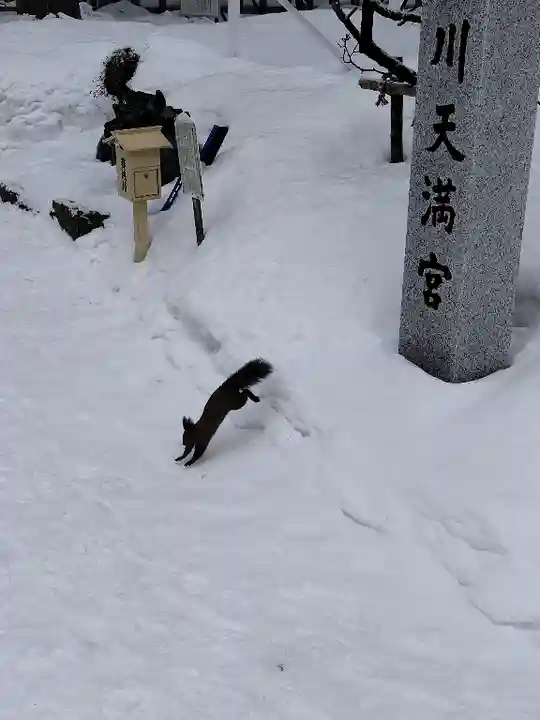 上川神社の動物