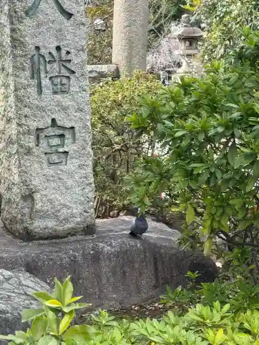 鳩森八幡神社の{uncategorized: "未分類", other: "その他", undefined: "問題あり", building: "その他建物", grave: "お墓", sacred_gate: "鳥居", guardian: "狛犬", statue: "像", buddha: "仏像", history: "歴史", nature: "自然", garden: "庭園", animal: "動物", pagoda: "塔", temizu: "手水舎", mountain_gate: "山門・神門", sanctuary: "本殿・本堂", subordinate: "末社・摂社", art: "芸術", scenery: "景色", jizo: "地蔵", ema: "絵馬", goshuin: "御朱印", omikuji: "おみくじ", items: "授与品その他", amulet: "お守り", goshuincho: "御朱印帳", eats: "食事", festival: "お祭り", votive_dance: "神楽", shichigosan: "七五三参", wedding: "結婚式", experience: "体験その他", initially: "初詣", around: "周辺", anti_infection: "感染症対策"}