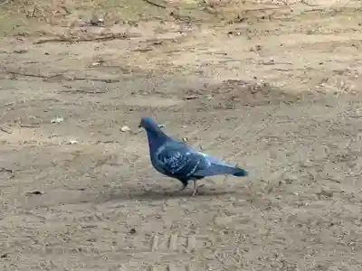 譽田八幡神社(千葉県)