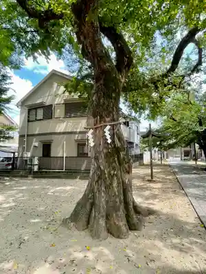 八坂神社の自然