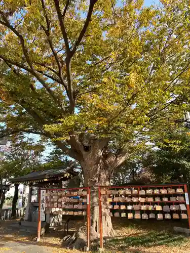 久里浜天神社の自然