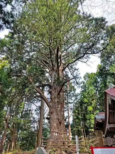 戸隠神社の自然