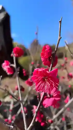白鬚神社の自然