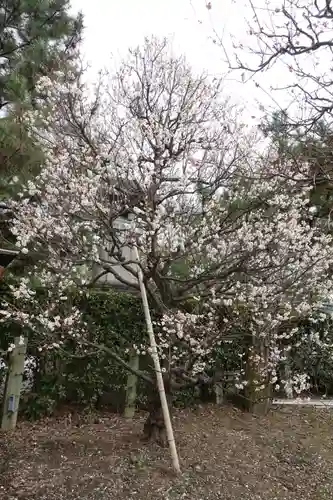 北野天満宮の庭園