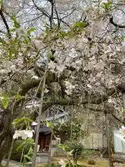 通安寺の自然