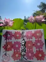 白山神社の御朱印