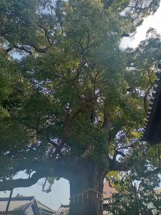 法楽寺(大阪府)