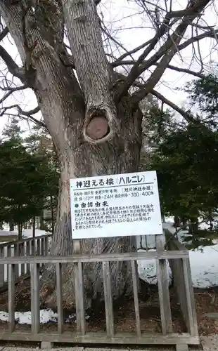 旭川神社の自然