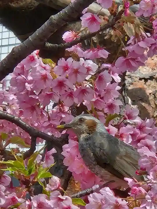 桜神宮(東京都)