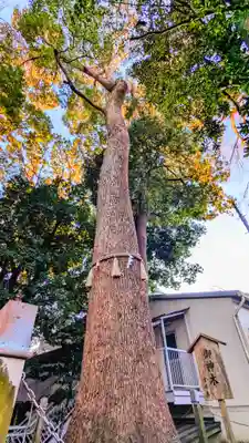 金ヶ作熊野神社の自然