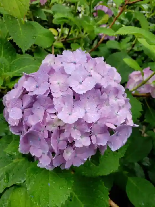 鳩森八幡神社の自然