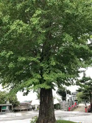 風治八幡宮の自然