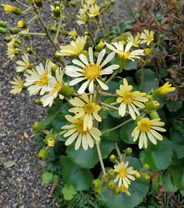 沙沙貴神社の自然