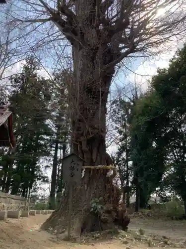 津島神社の{uncategorized: "未分類", other: "その他", undefined: "問題あり", building: "その他建物", grave: "お墓", sacred_gate: "鳥居", guardian: "狛犬", statue: "像", buddha: "仏像", history: "歴史", nature: "自然", garden: "庭園", animal: "動物", pagoda: "塔", temizu: "手水舎", mountain_gate: "山門・神門", sanctuary: "本殿・本堂", subordinate: "末社・摂社", art: "芸術", scenery: "景色", jizo: "地蔵", ema: "絵馬", goshuin: "御朱印", omikuji: "おみくじ", items: "授与品その他", amulet: "お守り", goshuincho: "御朱印帳", eats: "食事", festival: "お祭り", votive_dance: "神楽", shichigosan: "七五三参", wedding: "結婚式", experience: "体験その他", initially: "初詣", around: "周辺", anti_infection: "感染症対策"}