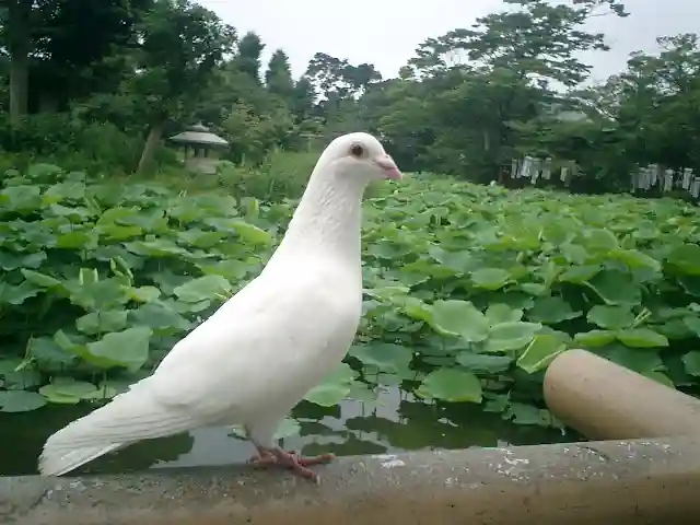 鶴岡八幡宮の動物