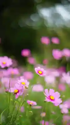 般若寺 ❁﻿コスモス寺❁(奈良県)