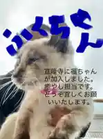 宣隆寺の動物